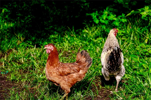 Green organic pasture landscape farm
